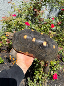 Red Foot Tortoise Adult Male