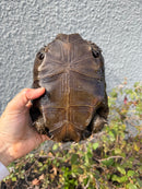 Burmese Black Mountain Tortoise Female