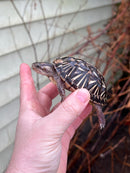 HI YELLOW Florida Box Turtle