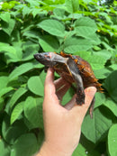 Spiny Hill Turtle CB 2023