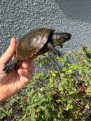 Franco-Italian Pond Turtle Adult Male