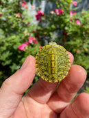 Mitch Clown Red Eared Slider Turtle