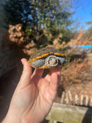 Concentric Diamondback Terrapin Adult Male  (Malaclemys terrapin)