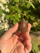 Keeled Box Turtle Baby