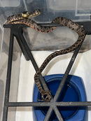 Amazon Tree Boa Baby 2023 CB