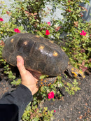 Red Foot Tortoise Adult Female