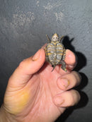 Hi White Concentric Diamondback Terrapin 2024