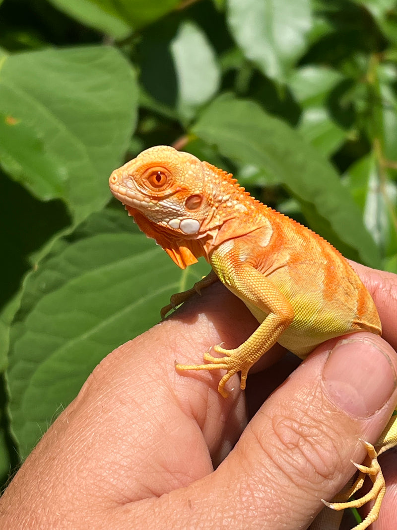 Crimson Red Albino Green Iguana 2024