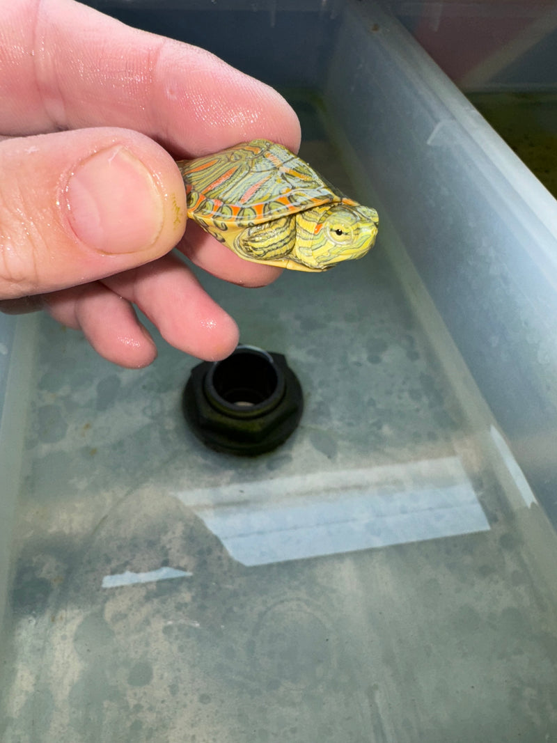 Hi Red Line Bred Pastel Red Eared Slider Turtle 2024