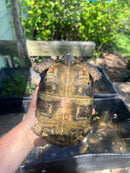 Homes Hinge-back Tortoise Adult Pair