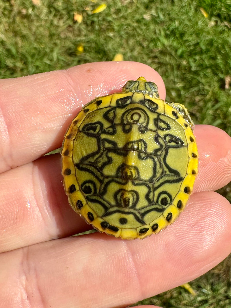 Pastel Clown Yellow Bellied Turtle 2024 (Trachemys scripta)