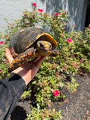 Red Foot Tortoise Adult Female