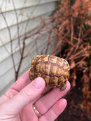 Syrian Golden Greek Tortoise 2023