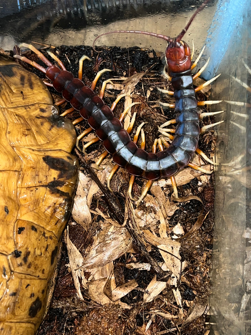 Amazonian Giant Centipede (Scelopendra gigantea)
