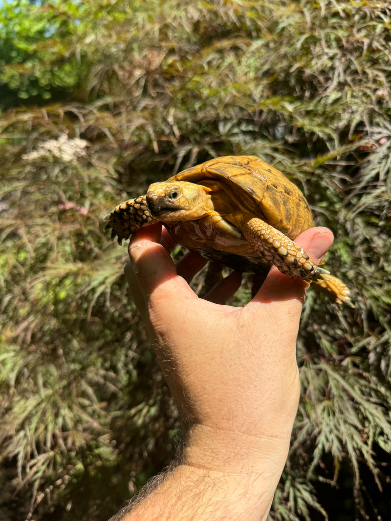 Syrian Golden Greek Tortoise Pair