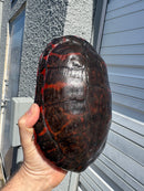 Super Red Northern Red Bellied Turtle Adult Female