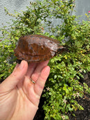 Flat Shell Turtle Juvenile Female 2025
