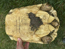 HI White Leopard Tortoise Adult Female