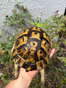 Mesopotamian Greek Tortoise Adult Female