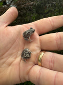 Eastern Spadefoot Toad CB Babies (Scaphiopus holbrookii)