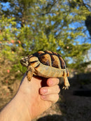 Marginated Tortoise Female