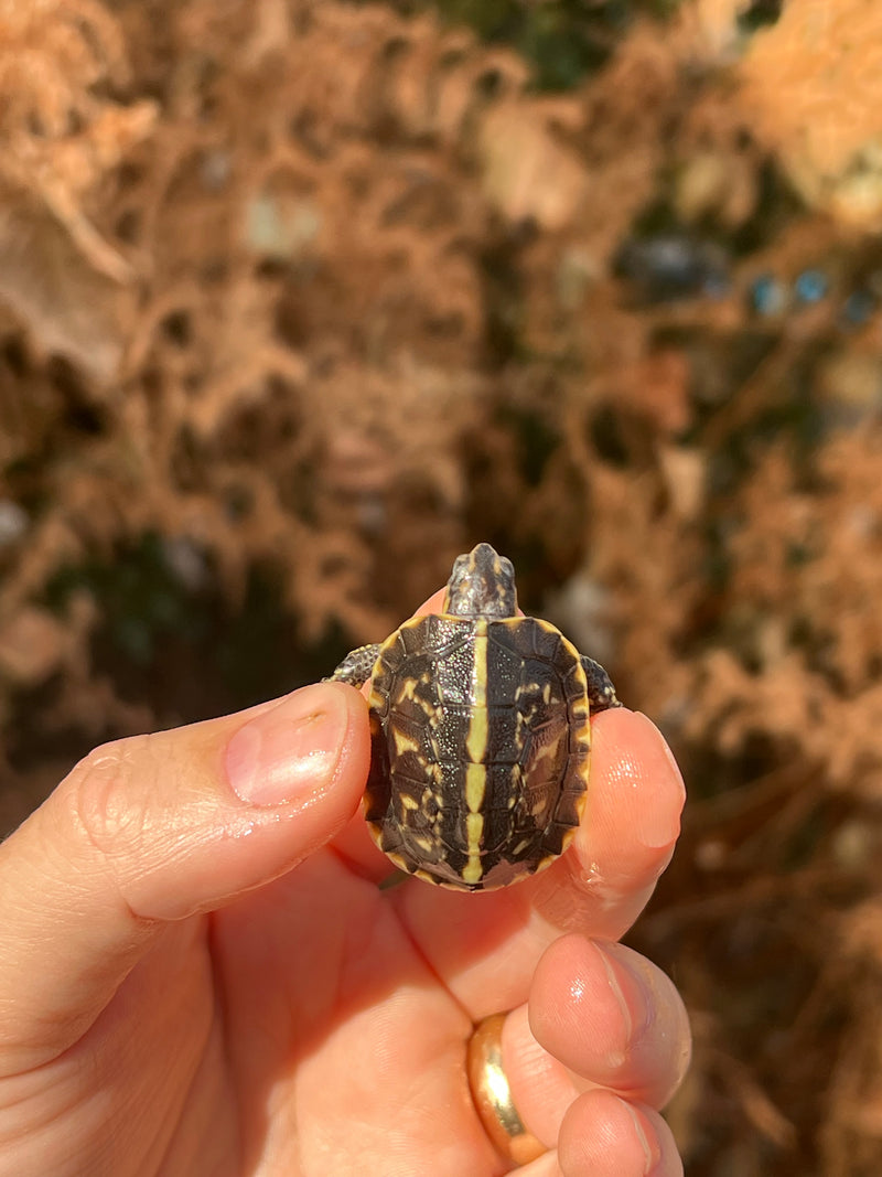 HI YELLOW Florida Box Turtle Baby