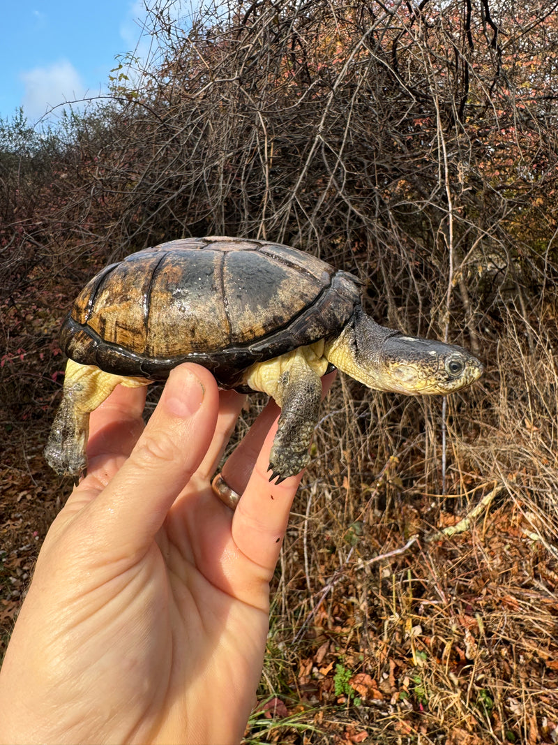 African Dwarf Mud Turtle Adult Female