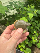 Guadalupe Spiny Softshell Turtle Baby (Apalone spinifera guadalupensis)