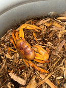 Albino T+ St. Martin Giant Satanic Zombie Land Crab (Gecarcinus ruricola)