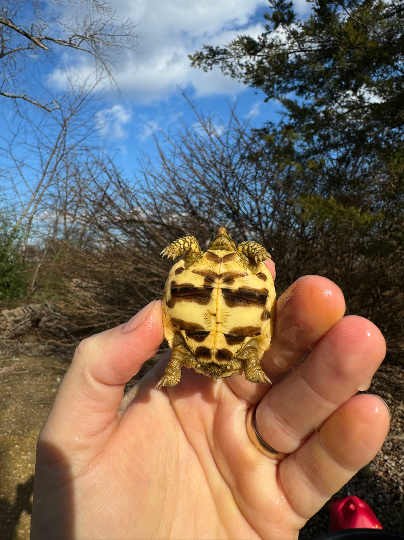 Sri Lankan Star Tortoise 2024