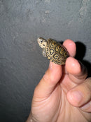 Hi White Concentric Diamondback Terrapin 2024