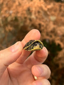 HI YELLOW Florida Box Turtle Baby