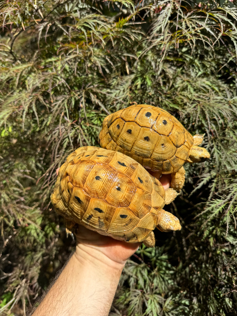 Syrian Golden Greek Tortoise Pair