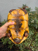 Red Foot Tortoise Adult Female