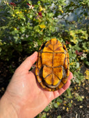 Scorpion Mud Turtle Adult Pair