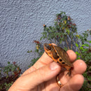 Vietnamese Three-striped Box Turtle