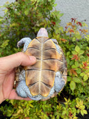 Ornate Diamondback Terrapin Female