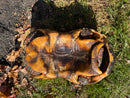 Barbados Red Foot Tortoise Adult Male
