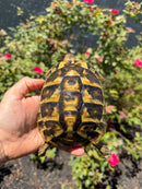 Eastern Hermann's Tortoise Adult Female