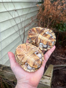 Leucistic African Helmeted Turtle Adult Trio (Pelomedusa subrufa)
