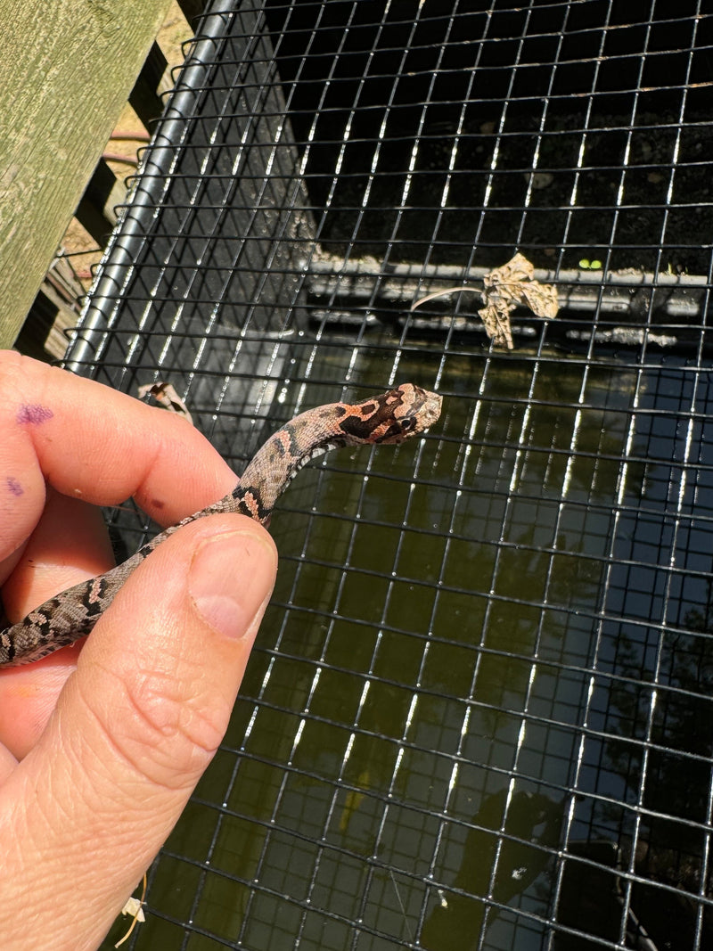 Red Eastern Hognose Snake 2024 Female