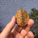 Vietnamese Three-striped Box Turtle