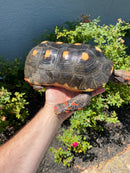 Red Foot Tortoise Adult Male