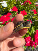 Hi Color Yellow Baby Eastern Box Turtle