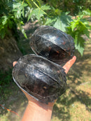 Black Marsh Turtle Adult Pair