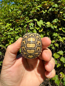Leopard Tortoise 2024