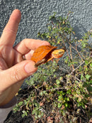Bourret's Flowerback Box Turtle 2026