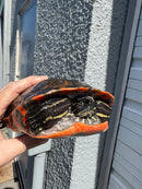 Super Red Northern Red Bellied Turtle Adult Male