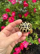 Sri Lankan Star Tortoise 2026