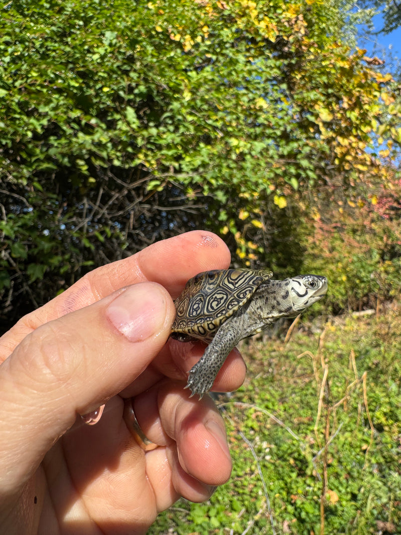Hi White Concentric Diamondback Terrapin 2025